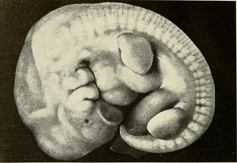 File:Embryology (1949) (21097805768).jpg