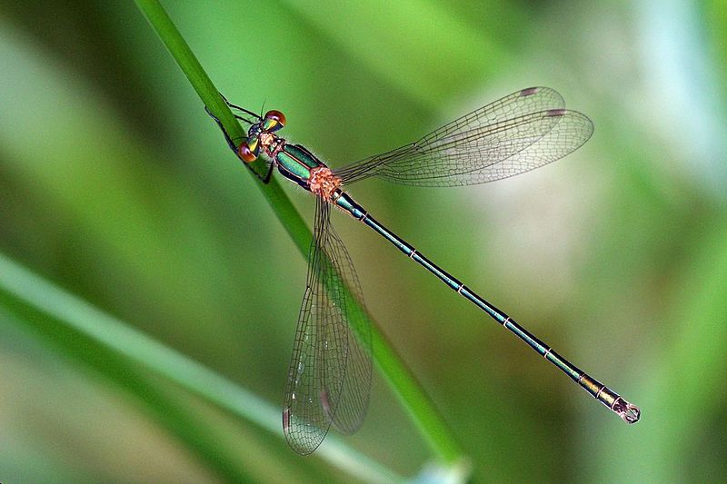 File:Emerald damselfly (Lestes sponsa) immature male 2.jpg