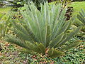 Encephalartos Friderici-Guilielmi