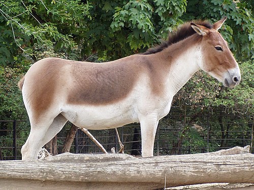 Дикий осел сканворд 5. Кианг (Equus Kiang). Тибетский Кианг. Кианг в Московском зоопарке. Кулан (Equus hemionus).