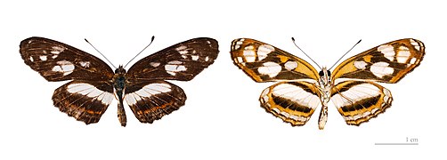 Museum specimen ♂ Both sides