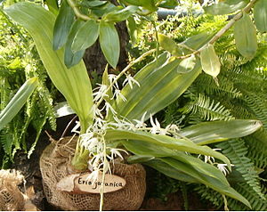 Eria javanica OrchidsBln0906.jpg