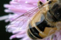 Eristalis arbustorum, wing detail