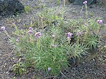 Erysimum caboverdeanum (Jardín Botánico Canario Viera y Clavijo).jpg