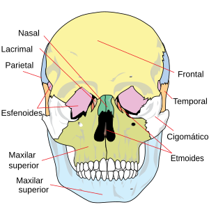 Cráneo: Aclaración semántica, Huesos del cráneo, Regiones craneales