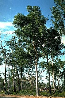 <i>Eucalyptus hallii</i> Species of eucalyptus