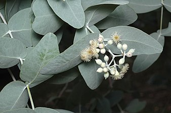 flower buds Eucalyptus melanophloia buds.jpg