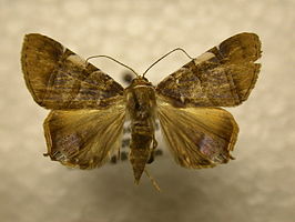 Eulepidotis ezra