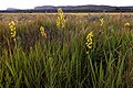 Eulophia angolensis South Africa - Limpopo