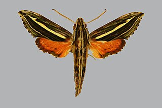 <i>Eupanacra micholitzi</i> Species of moth