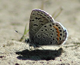 Euphilotes enoptes