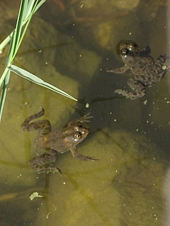 <i>Euphlyctis ehrenbergii</i> Species of amphibian