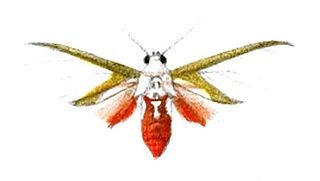 <i>Eupseudosoma</i> Genus of moths