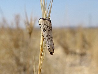 <i>Euzophera lunulella</i> Species of moth