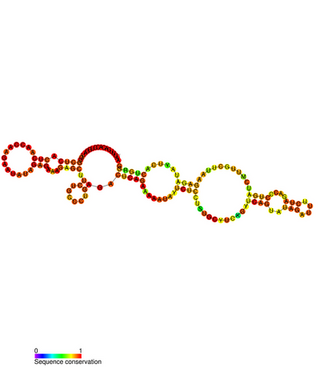 <span class="mw-page-title-main">DLX6-AS1</span> Non-coding RNA