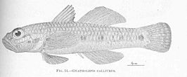 Arcygobius baliurus