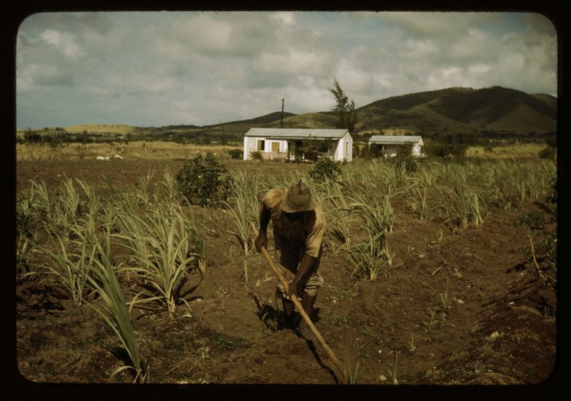 File:Farm Security Administration borrower cultivating his sugar cane field, vicinity of Frederiksted, St. Croix, Virgin Islands. He lives in one of the homestead houses LCCN2017877884.tif