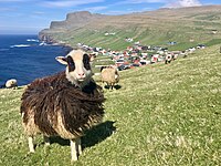 Faroe sheep Sumba.jpg