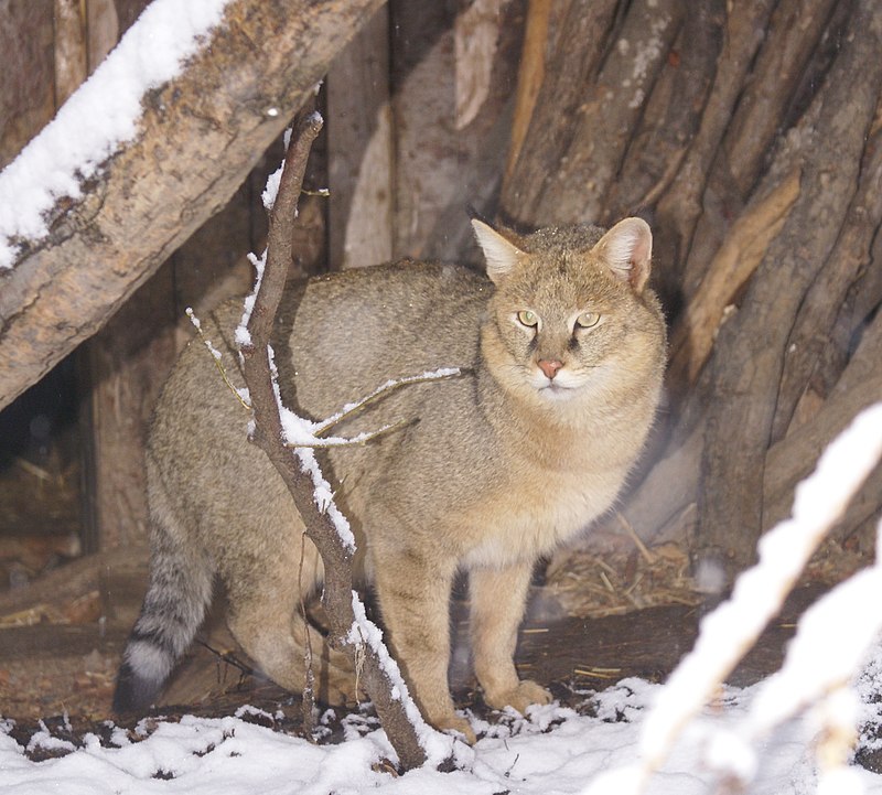 Jungle Cat - Wikidata