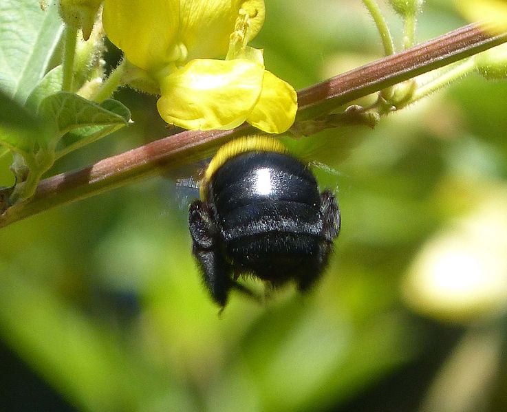 File:Female Great Carpenter Bee. Xylocopa . Koptortosoma subgenus. - Flickr - gailhampshire (2).jpg