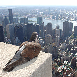 <span class="mw-page-title-main">Birding in New York City</span>