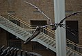 Fernbank Museum - Atlanta - Flickr - hyku (21).jpg