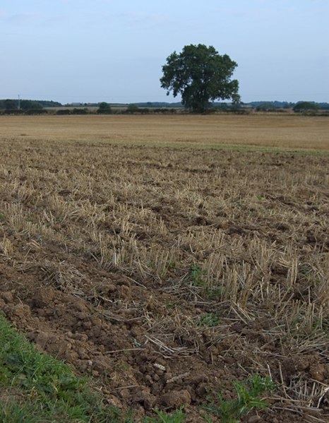 File:Fields near Cobble Hall, Catwick - geograph.org.uk - 1497747.jpg