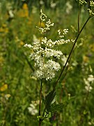   Filipendula ulmaria