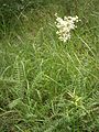 Filipendula vulgaris