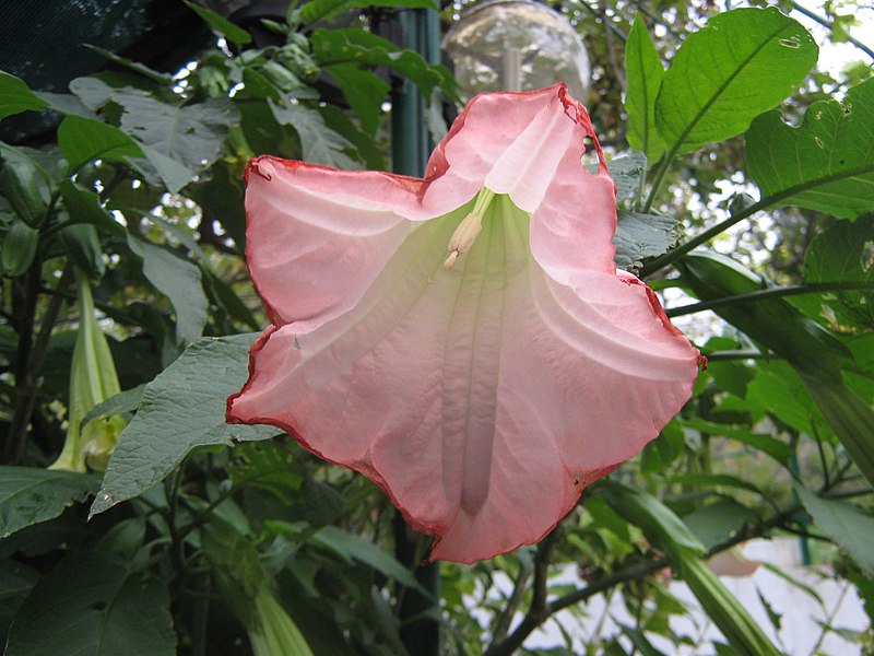 File:Fiore rosa ....meraviglioso colore della corolla - panoramio.jpg