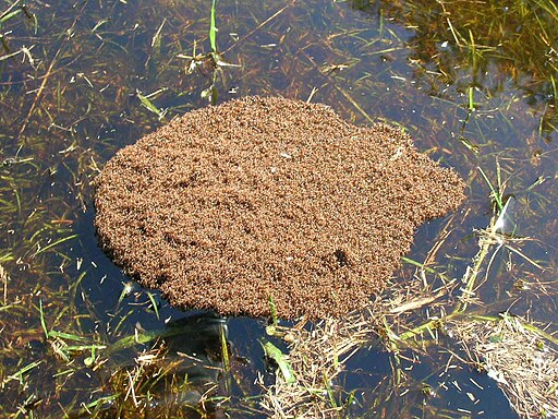 Fire ants cluster in water