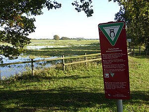 The raised groundwater level enables natural wet meadows on the banks of the Wümme
