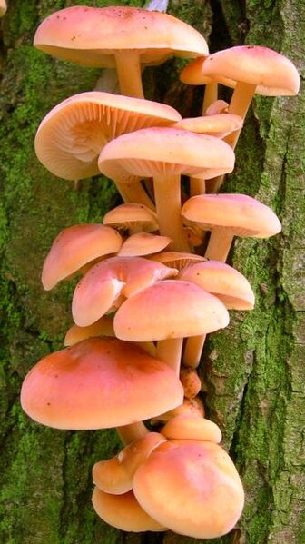 File:Flammulina velutipes2.jpg