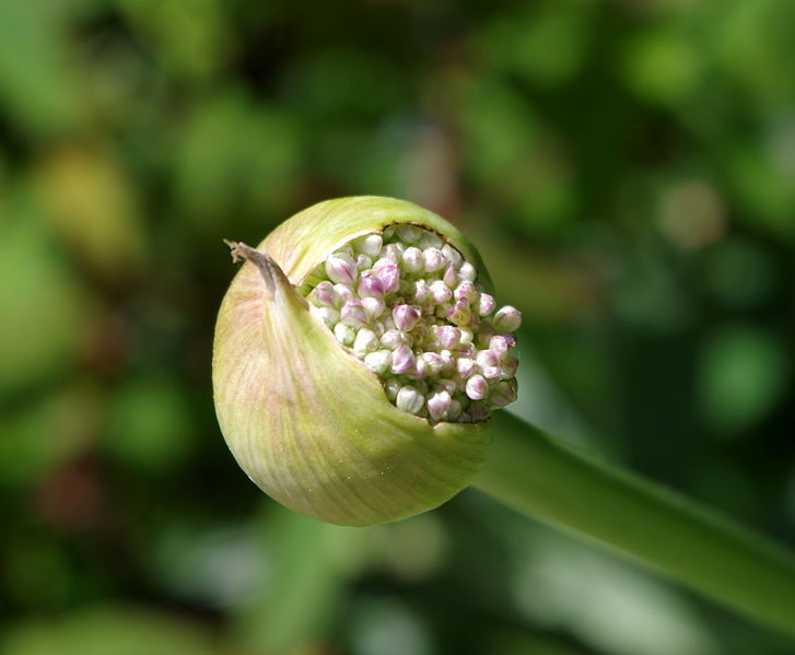 File:Fleur d'ail - Jardins de Bagatelle - 2.JPG