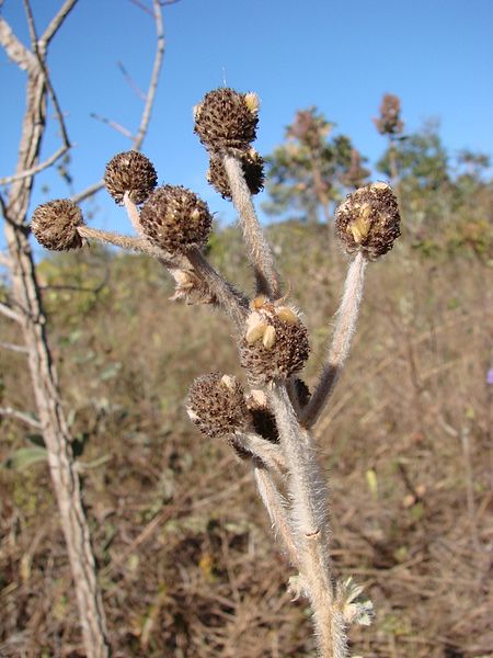 File:Flickr - João de Deus Medeiros - Mimosa lanuginosa (2).jpg