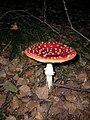 Amanita muscaria