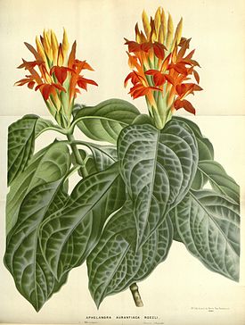 Aphelandra aurantiaca