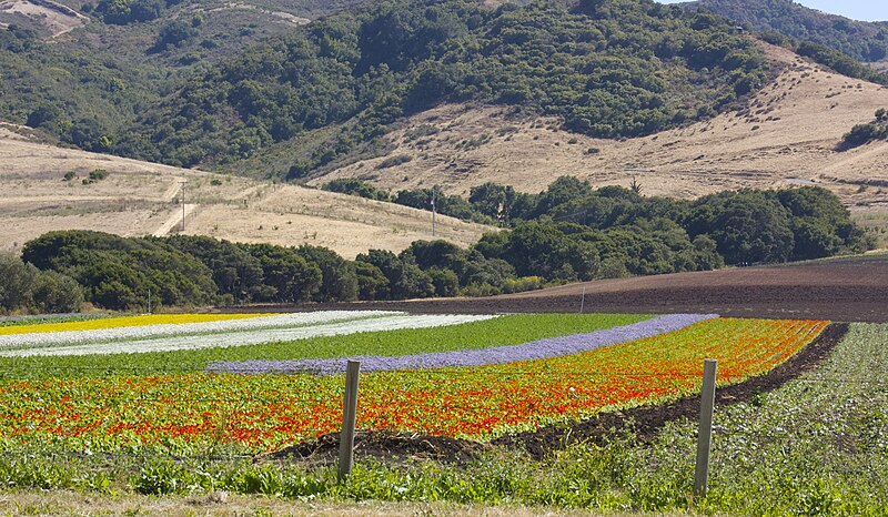 File:Flower fields on Los Osos Valley road.jpg