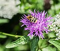 * Nomination: Bombus on the flower of Centaurea jacea in Aveyron, France. --Tournasol7 06:37, 6 October 2019 (UTC) * Review The beetle is from the genus Trichius. --Robert Flogaus-Faust 18:10, 6 October 2019 (UTC)