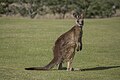 * Nomination Forester kangaroo (Macropus giganteus tasmaniensis) --Charlesjsharp 09:36, 12 January 2024 (UTC) * Promotion  Support Good quality. --Plozessor 15:12, 12 January 2024 (UTC)