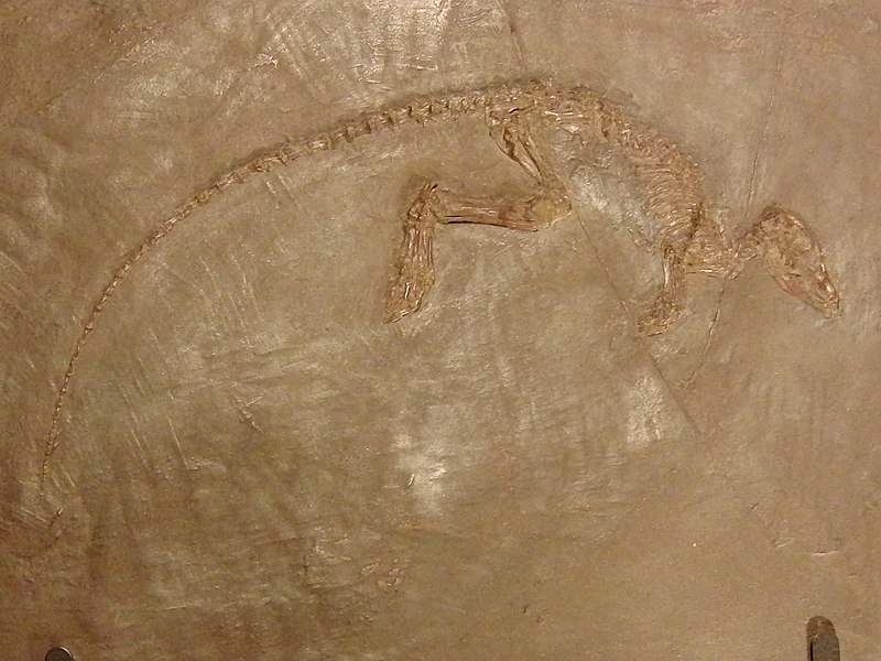 File:Fossil of Leptictidium nasutum.jpg