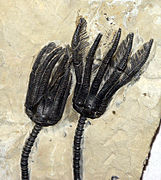 Fossil crinoid crowns