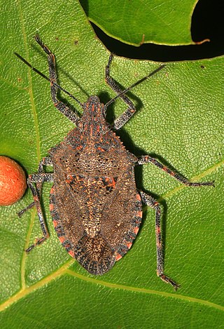 <i>Brochymena quadripustulata</i> Species of true bug