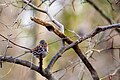 Fox sparrow (32881726672).jpg