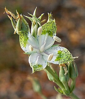 <i>Frasera albomarginata</i> Species of plant