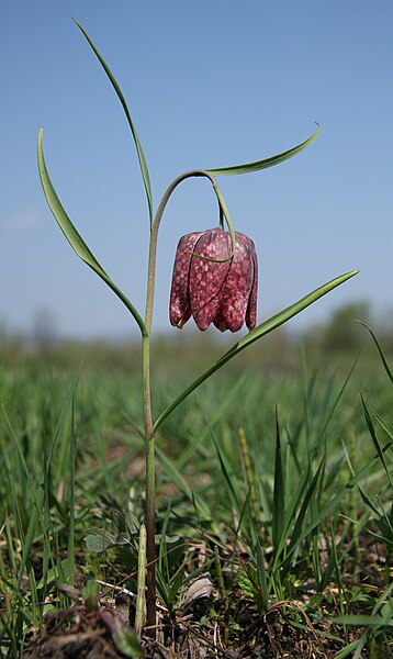 File:Fritillaria meleagris LJ barje.jpg