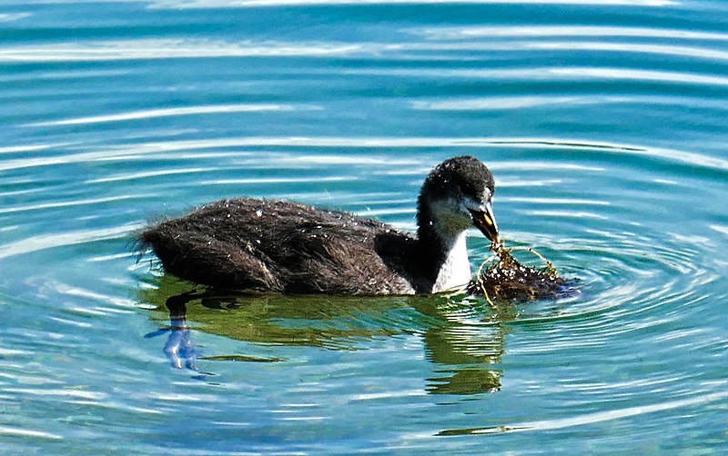 File:Fulica atra in Switzerland.jpg