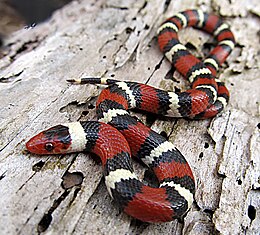 Koningsslangen Wikiwand