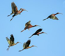 A flock of White-faced Ibis take flight. GR808841.jpg