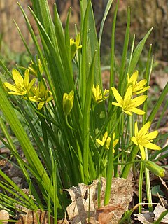 <i>Gagea</i> genus of plants